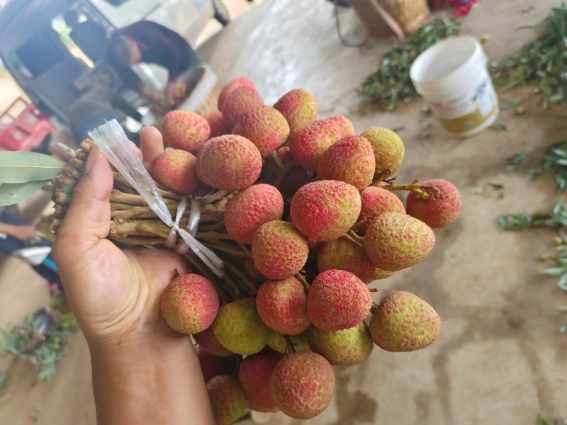 云南元江水东荔枝