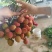 云南元江水东荔枝