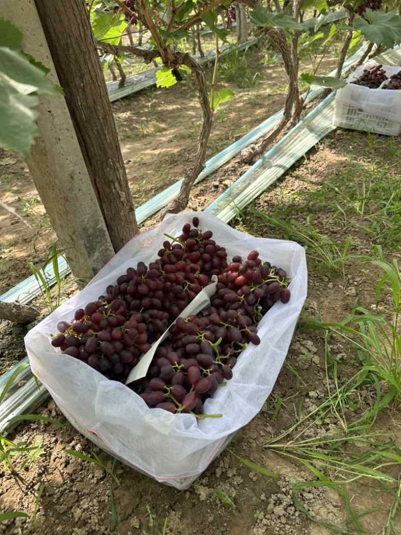 巨盛一号克伦生红提大量上市中货源充足产地直销