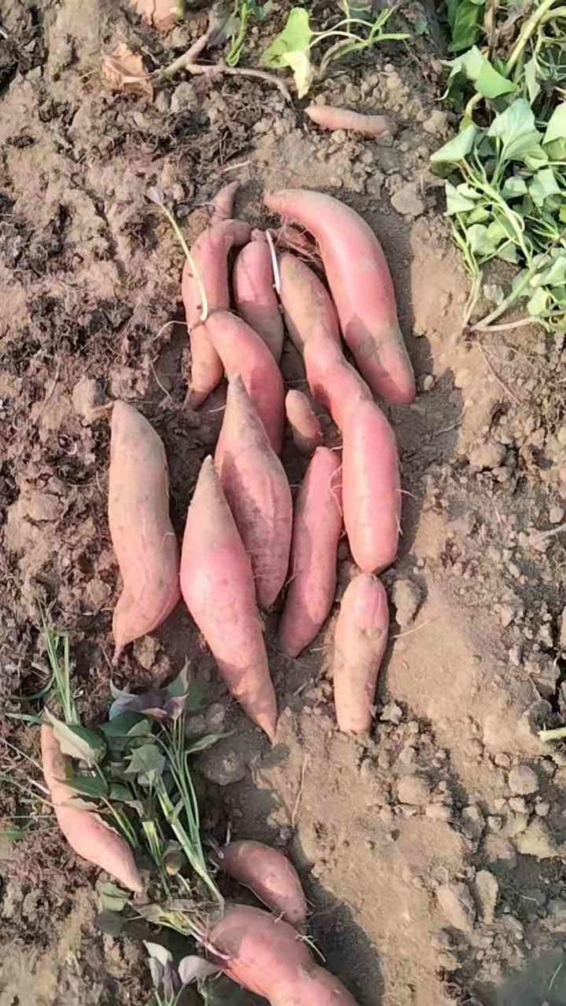 精品广东西瓜红红薯，产地直发大量供应一手货源欢迎致电合作