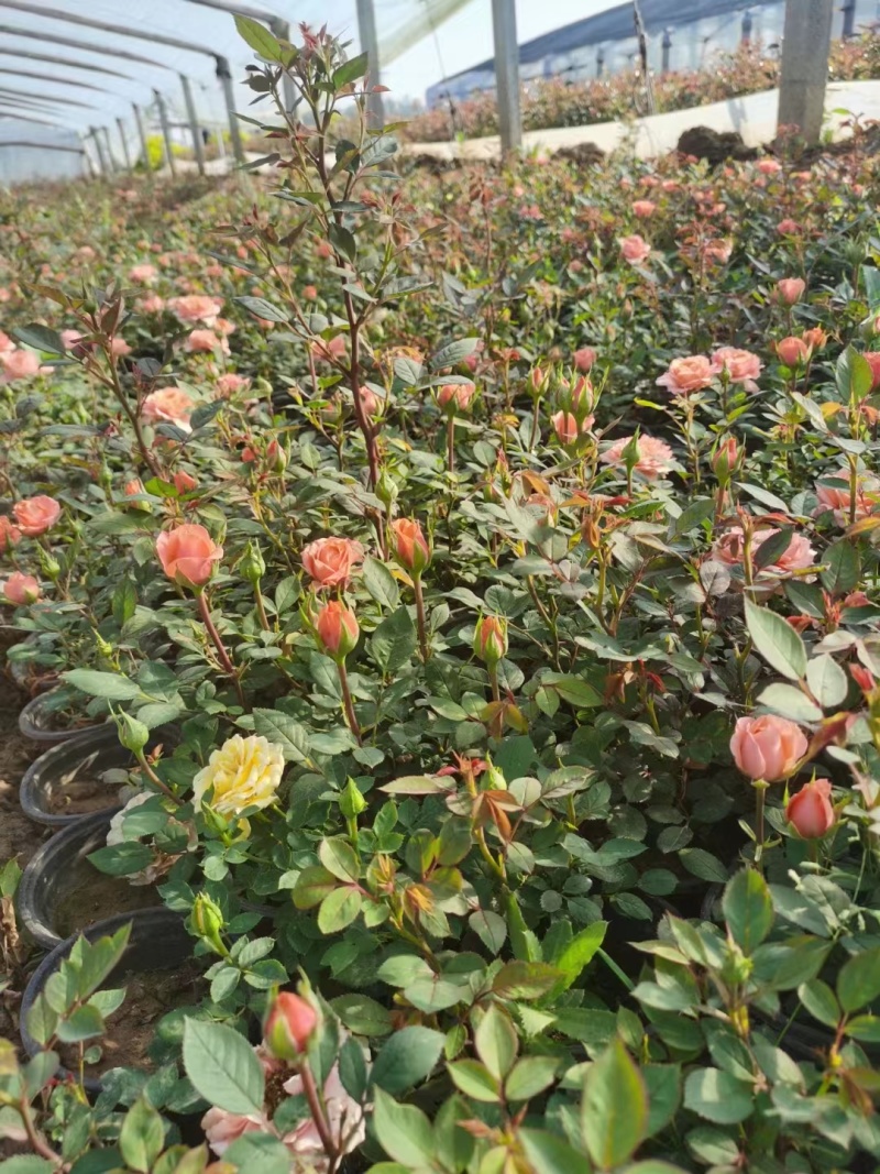 月季丰花月季藤本月季微型月季营养钵苗月季50公分大花月季