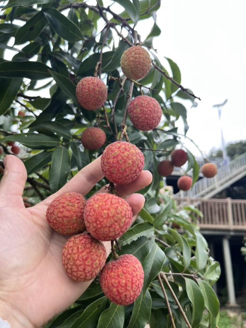 今年第一口鲜荔枝，高州本土荔枝轻奢上市！