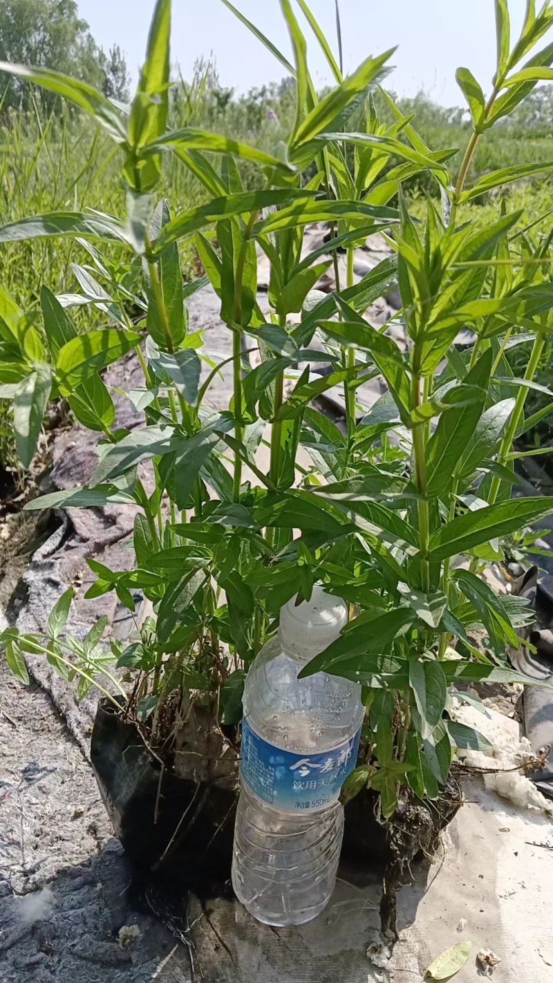 长期供应千屈菜绿化工程用苗河道绿化工程用苗”净化水质