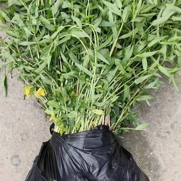 长期供应千屈菜绿化工程用苗河道绿化工程用苗”净化水质