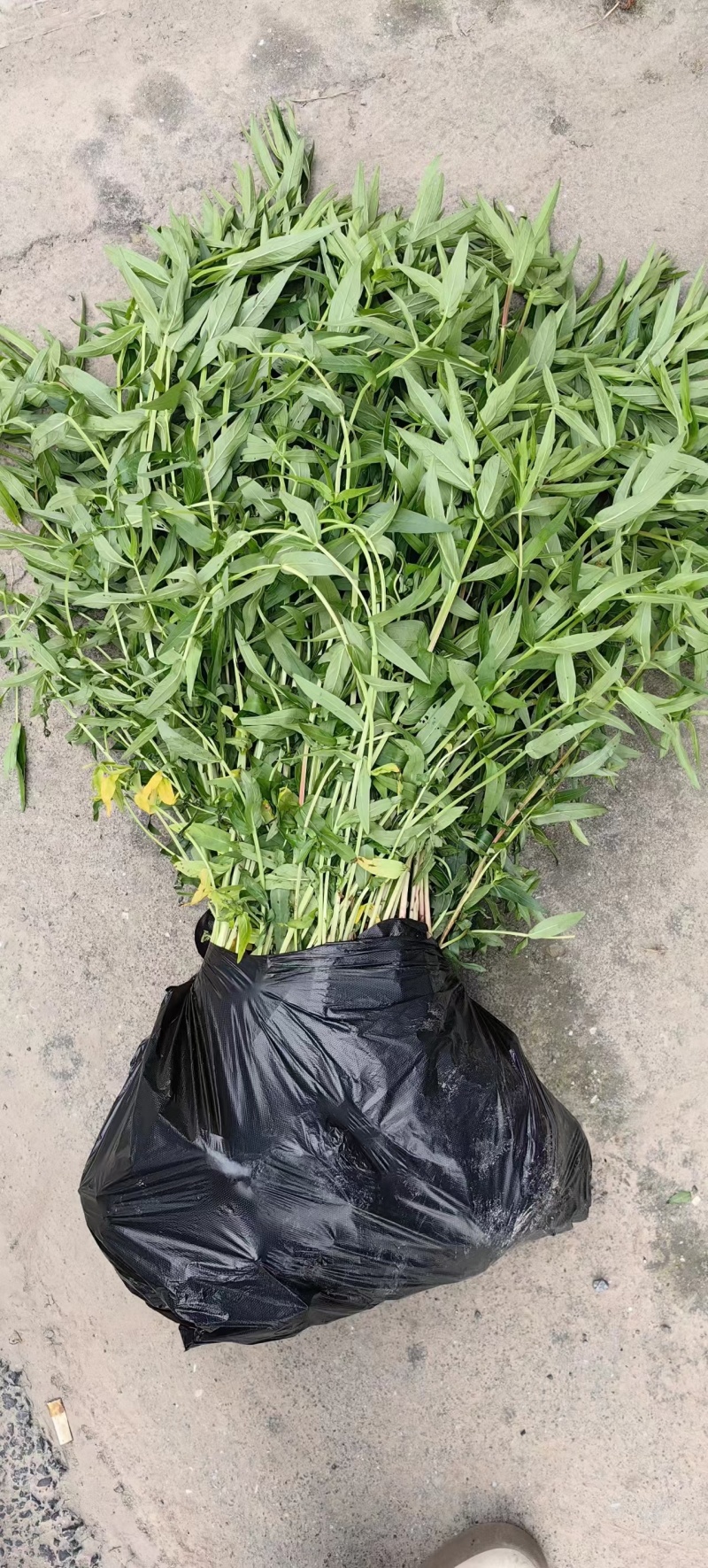 长期供应千屈菜绿化工程用苗河道绿化工程用苗”净化水质