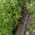 长期供应千屈菜绿化工程用苗河道绿化工程用苗”净化水质