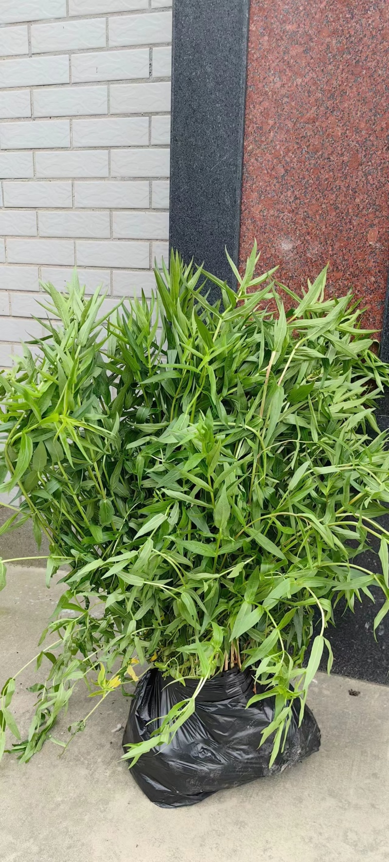 长期供应千屈菜绿化工程用苗河道绿化工程用苗”净化水质