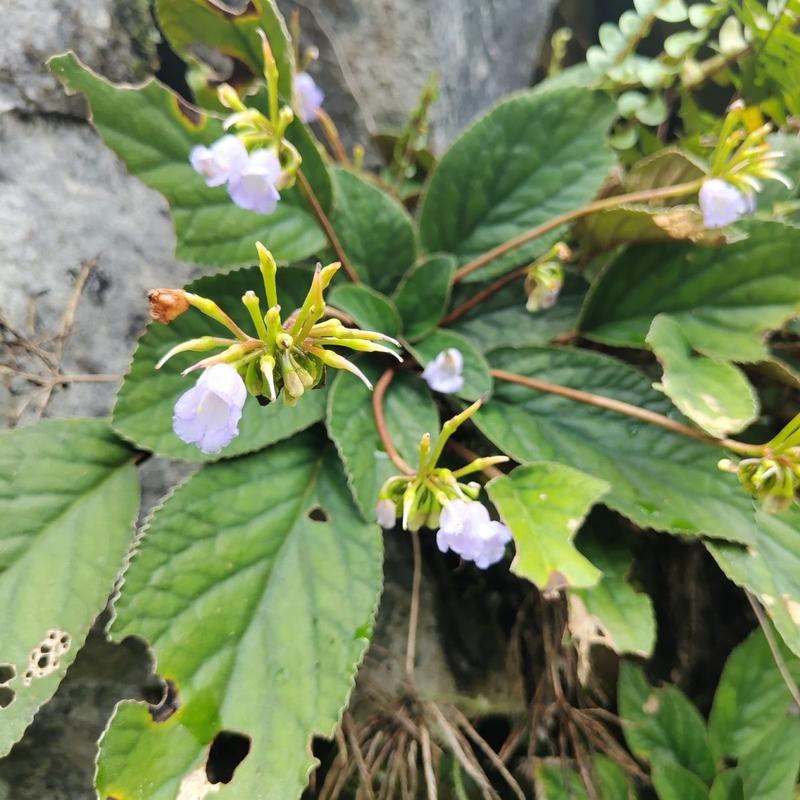 山货石上莲，自己上山采的石上莲，软肝草，鲜货预订干货有现货，