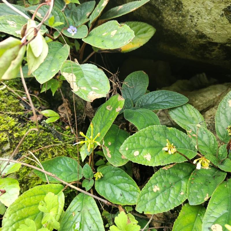 山货石上莲，自己上山采的石上莲，软肝草，鲜货预订干货有现货，