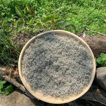 龙须藤茶新茶上市