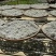 龙须藤茶新茶上市