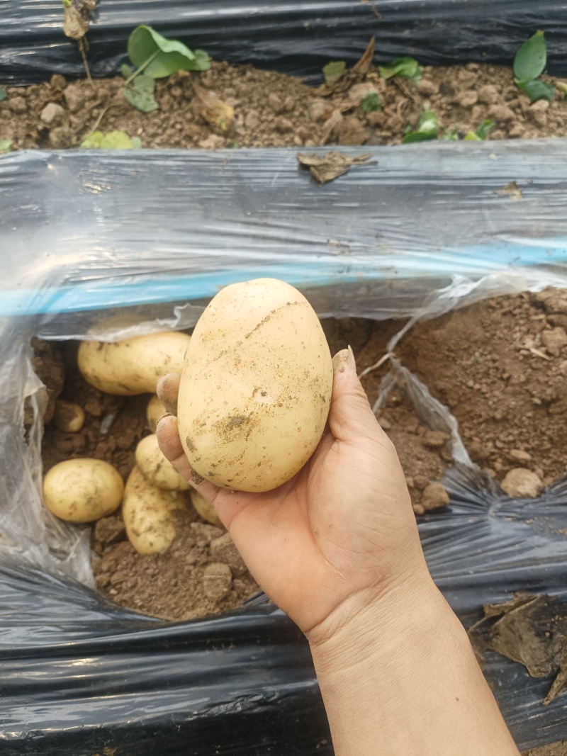 土豆土豆大量出货中，价格便宜，沃土，荷兰