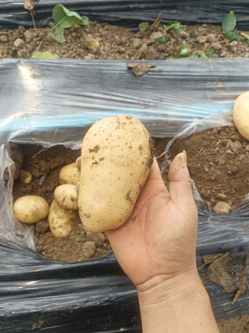 土豆土豆大量出货中，价格便宜，沃土，荷兰