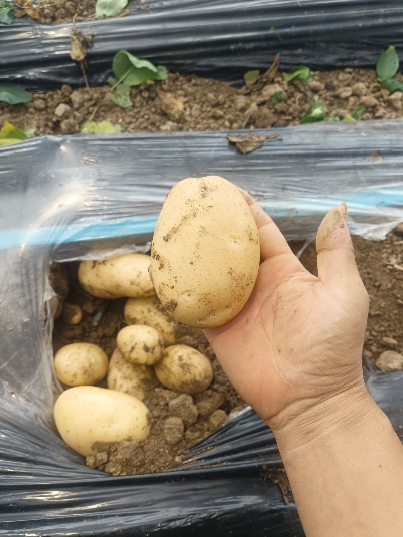 土豆土豆大量出货中，价格便宜，沃土，荷兰