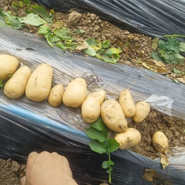 土豆土豆大量出货中，价格便宜，沃土，荷兰