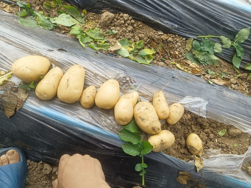 土豆土豆大量出货中，价格便宜，沃土，荷兰