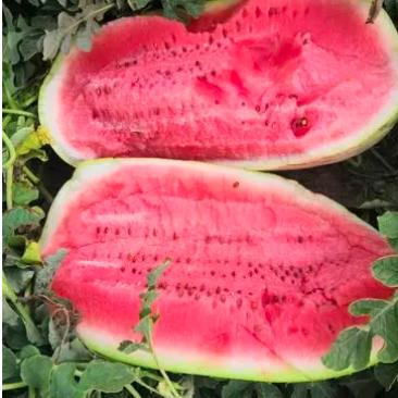 美都麒麟西瓜🍉，价格美丽，量大从优，质量保证