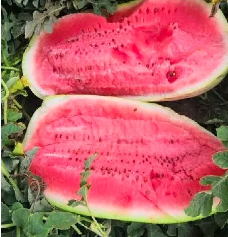 美都麒麟西瓜🍉，价格美丽，量大从优，质量保证