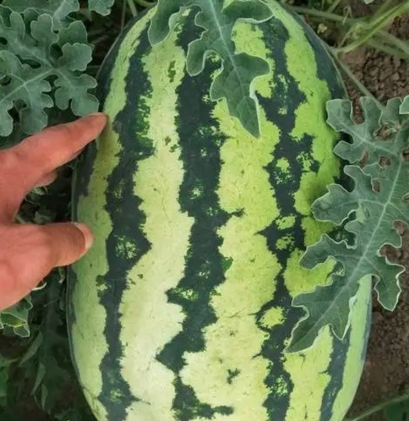 美都麒麟西瓜🍉，价格美丽，量大从优，质量保证