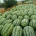 美都麒麟西瓜🍉，价格美丽，量大从优，质量保证