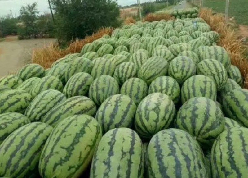 美都麒麟西瓜🍉，价格美丽，量大从优，质量保证