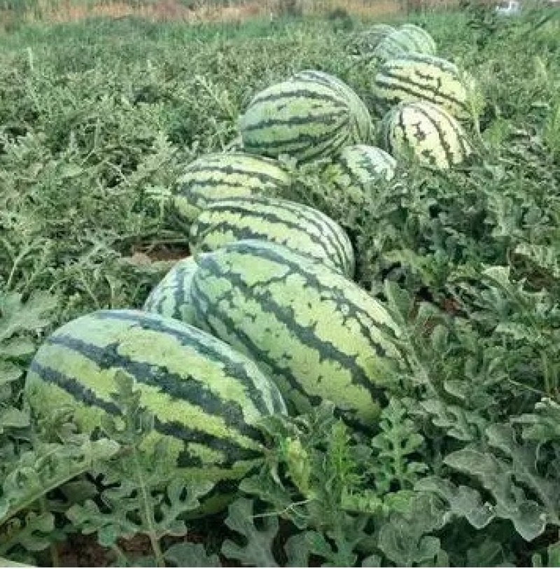 美都麒麟西瓜🍉，价格美丽，量大从优，质量保证