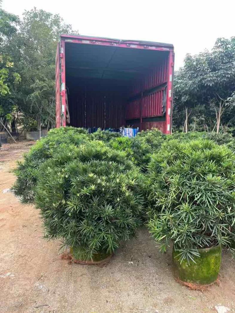 罗汉松球70至120基地直销规格齐全欢迎老板来电咨询合作
