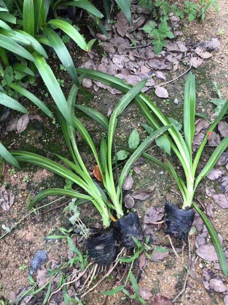蜘蛛兰小袋中袋基地直销质量优质欢迎老板来电咨询合作
