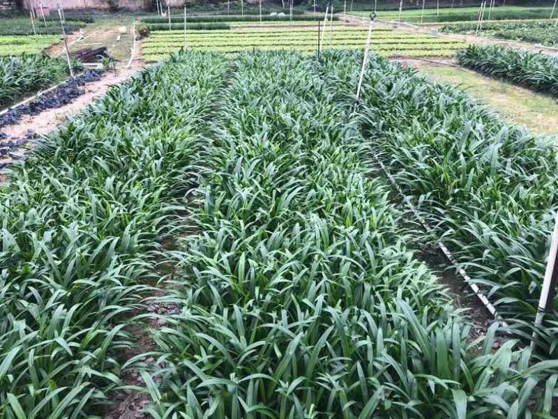 蜘蛛兰小袋中袋基地直销质量优质欢迎老板来电咨询合作