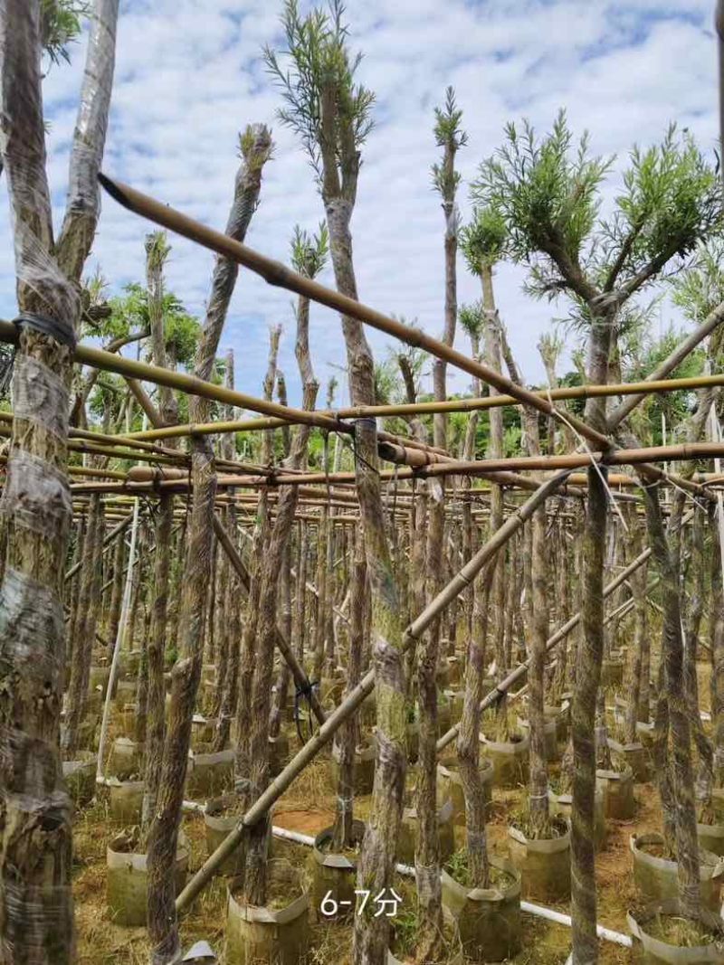 红千层/串钱柳3～10公分基地直销规格齐全欢迎老板来电