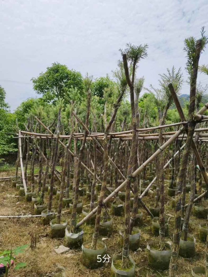 红千层/串钱柳3～10公分基地直销规格齐全欢迎老板来电