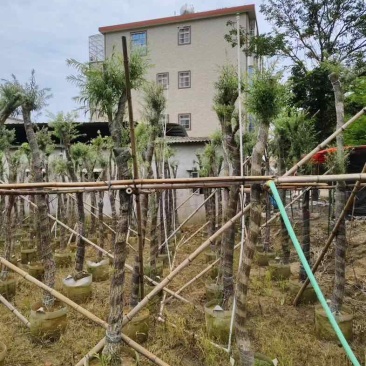 红千层/串钱柳3～10公分基地直销规格齐全欢迎老板来电
