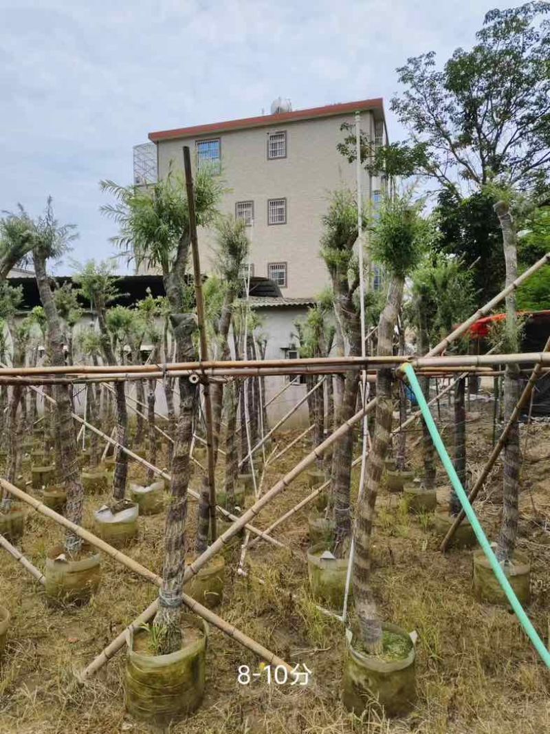 红千层/串钱柳3～10公分基地直销规格齐全欢迎老板来电