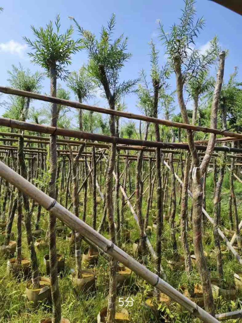 红千层/串钱柳3～10公分基地直销规格齐全欢迎老板来电