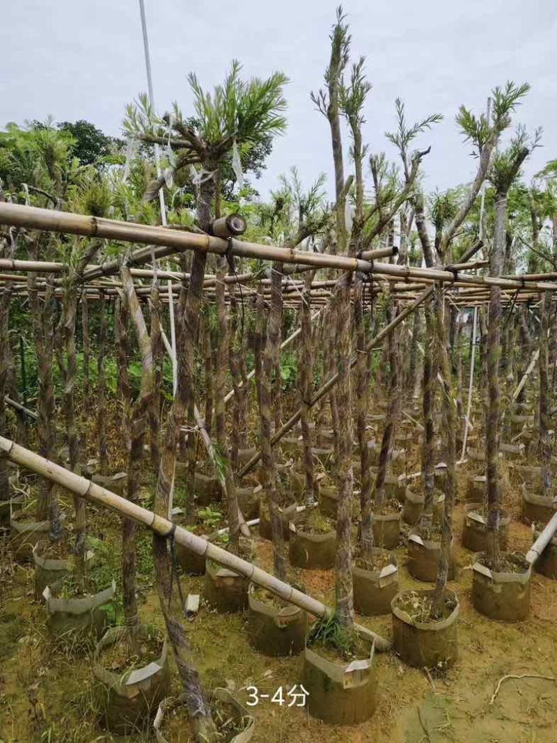 红千层/串钱柳3～10公分基地直销规格齐全欢迎老板来电