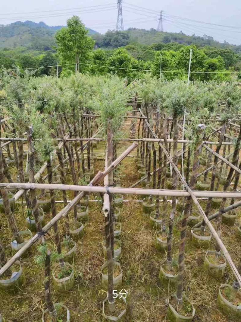 红千层/串钱柳3～10公分基地直销规格齐全欢迎老板来电