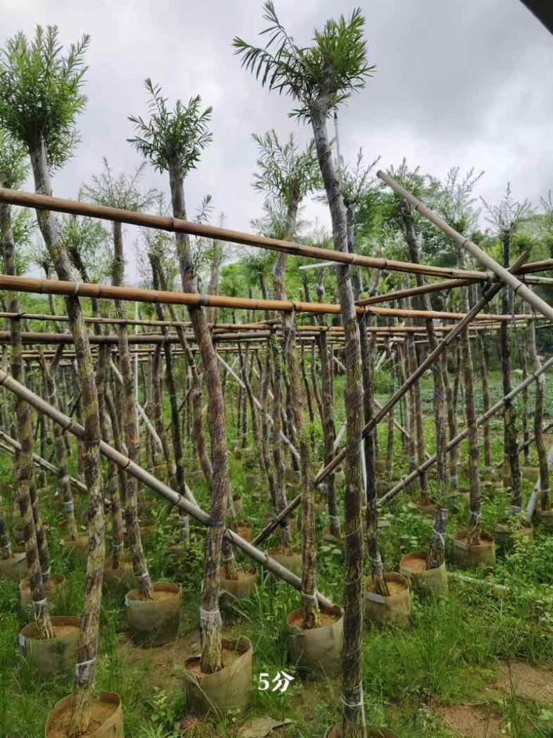 红千层/串钱柳3～10公分基地直销规格齐全欢迎老板来电