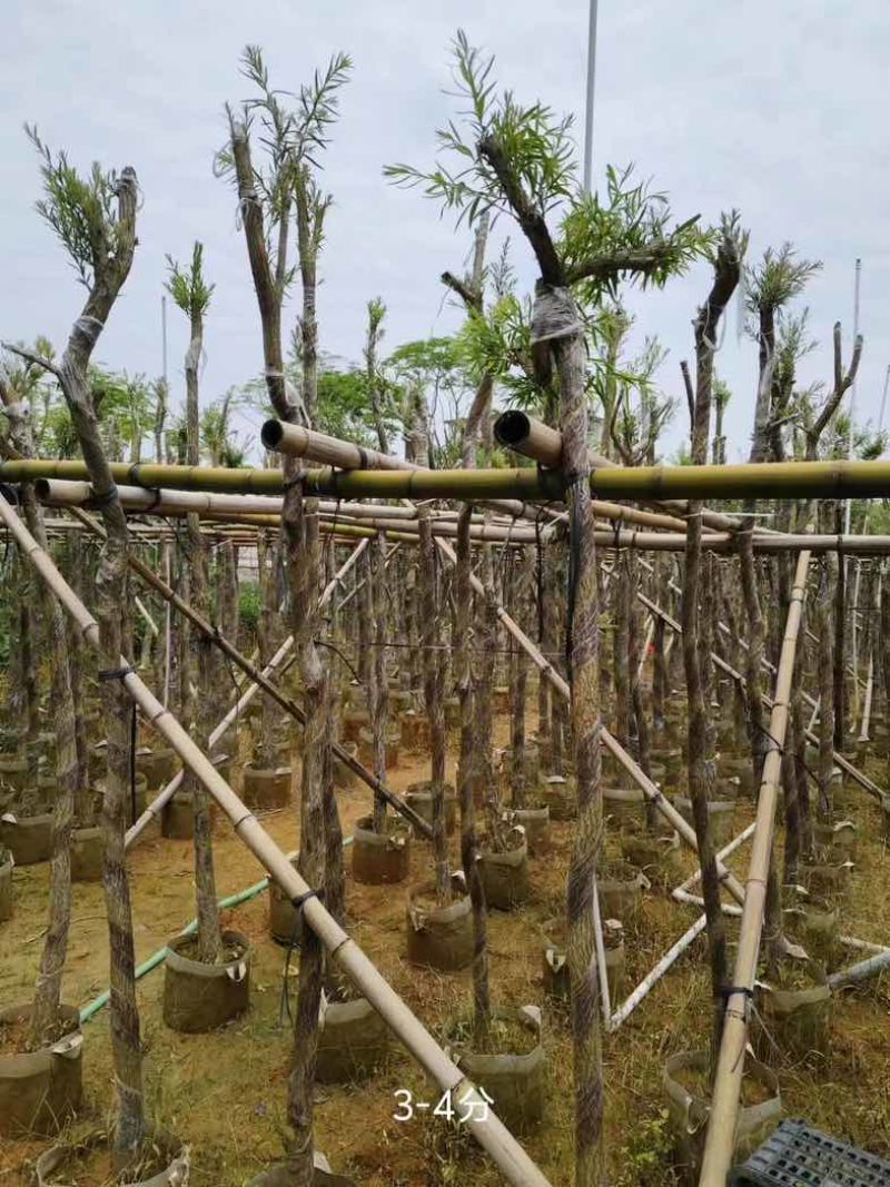 红千层/串钱柳3～10公分基地直销规格齐全欢迎老板来电