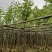 宫粉紫荆5～8公分基地直销规格齐全欢迎老板来电咨询合作