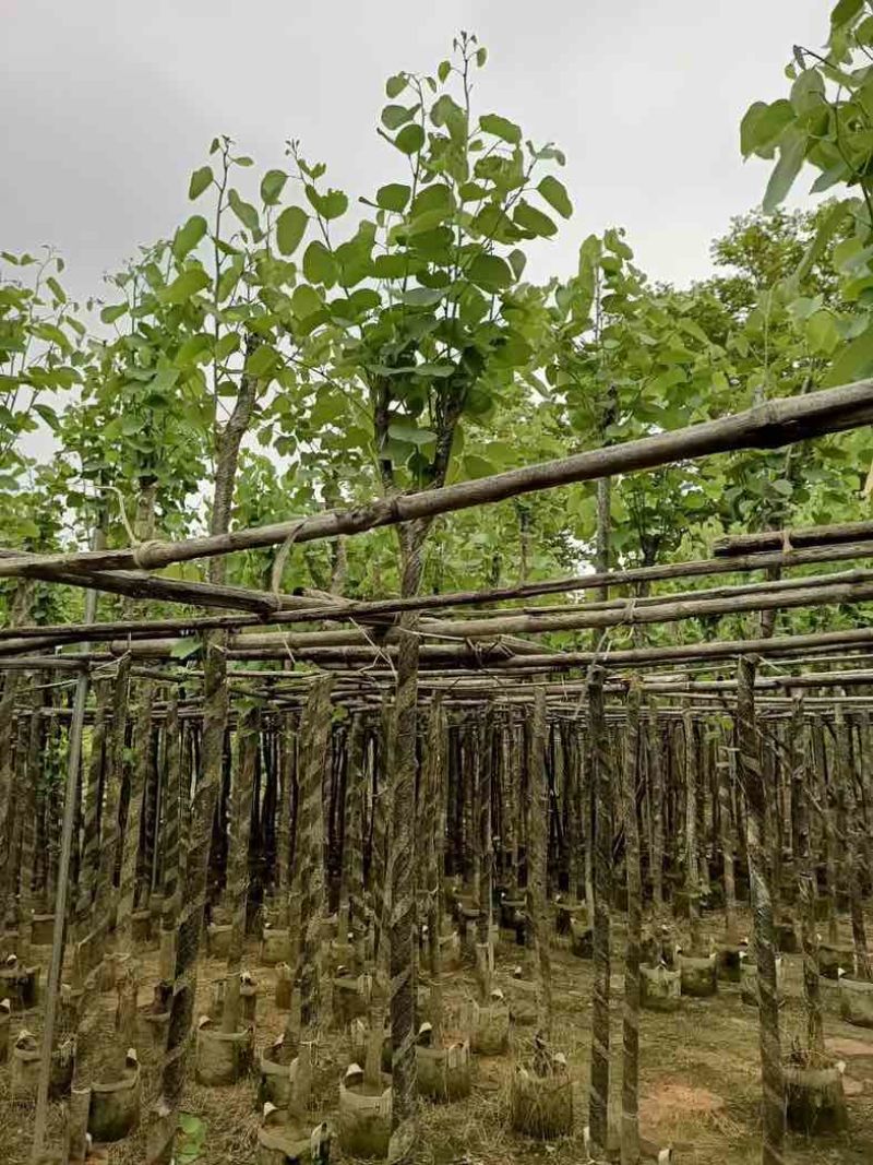 宫粉紫荆5～8公分基地直销规格齐全欢迎老板来电咨询合作