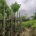宫粉紫荆5～8公分基地直销规格齐全欢迎老板来电咨询合作