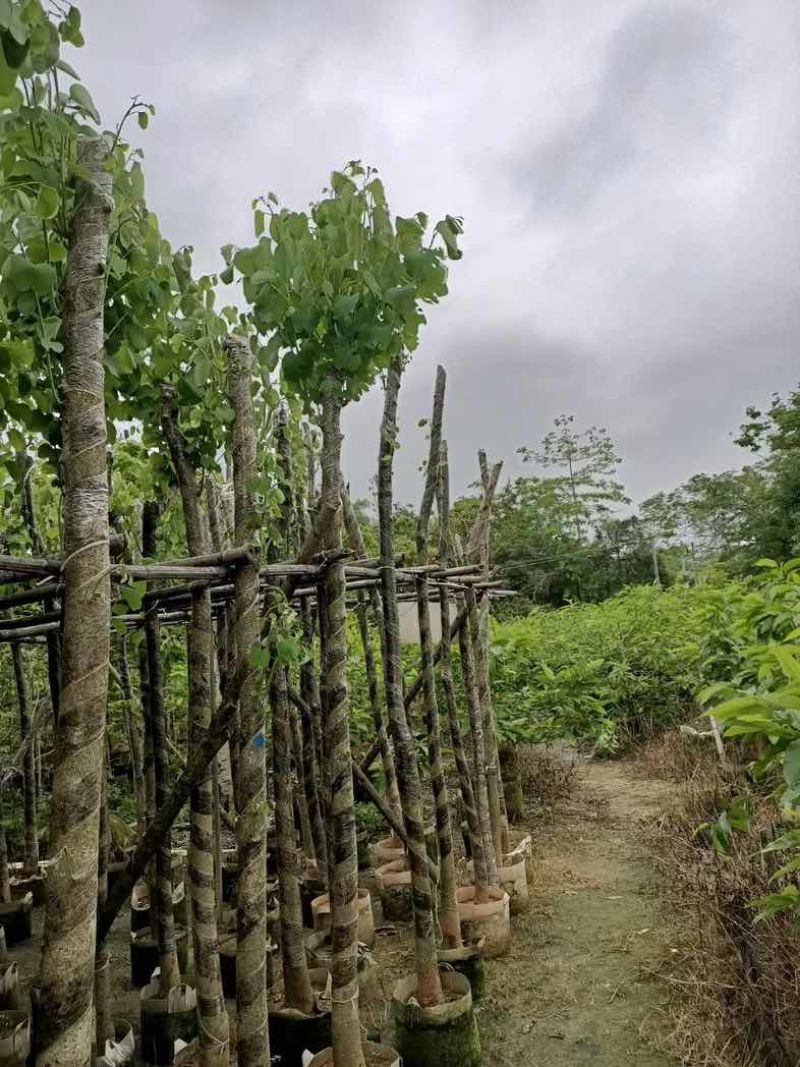 宫粉紫荆5～8公分基地直销规格齐全欢迎老板来电咨询合作
