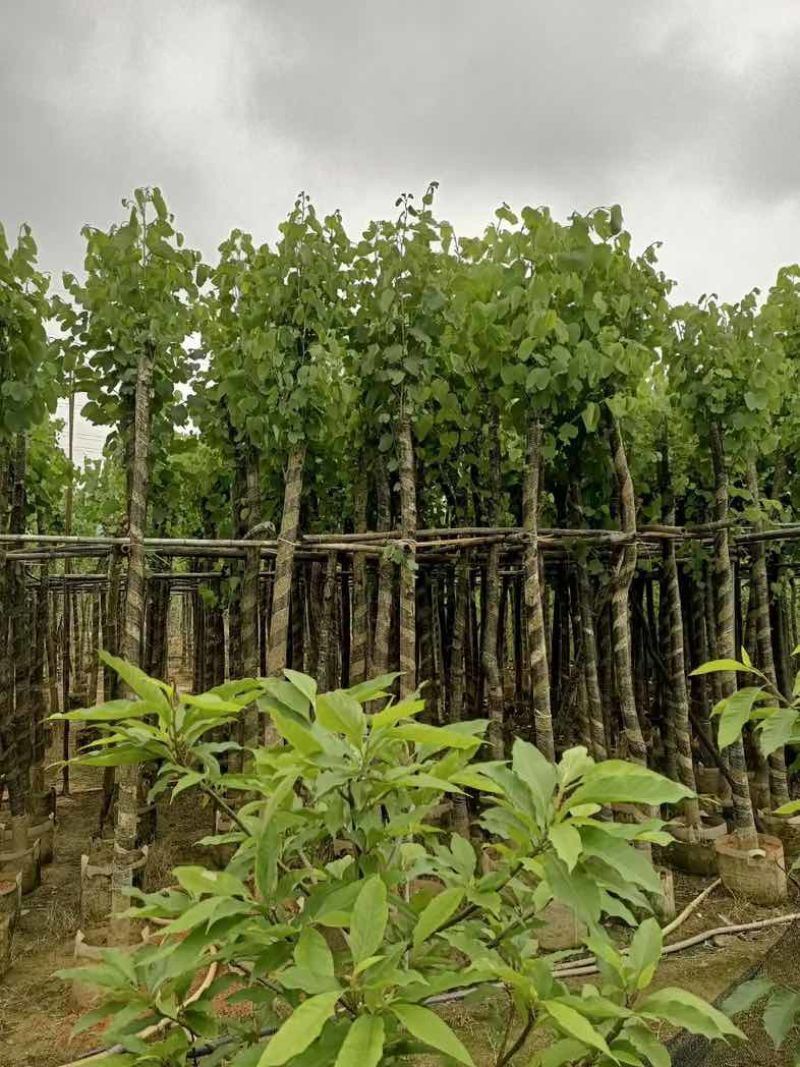 宫粉紫荆5～8公分基地直销规格齐全欢迎老板来电咨询合作