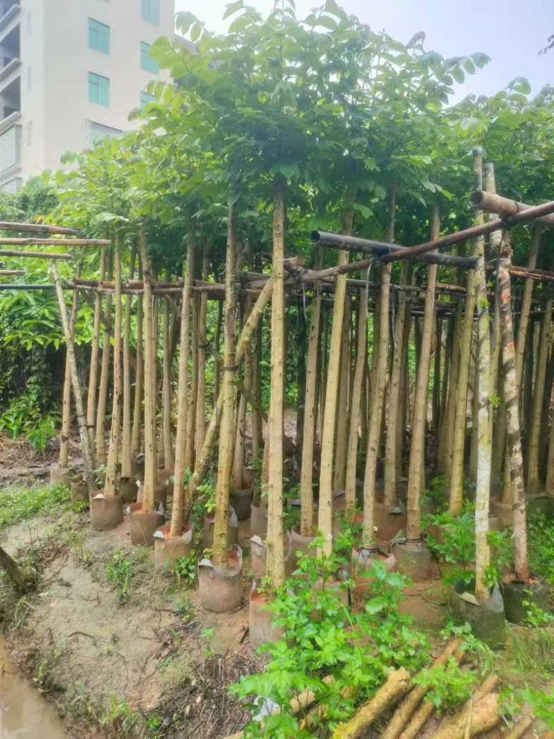 火焰木5～8公分基地直销规格齐全欢迎老板来电咨询合作