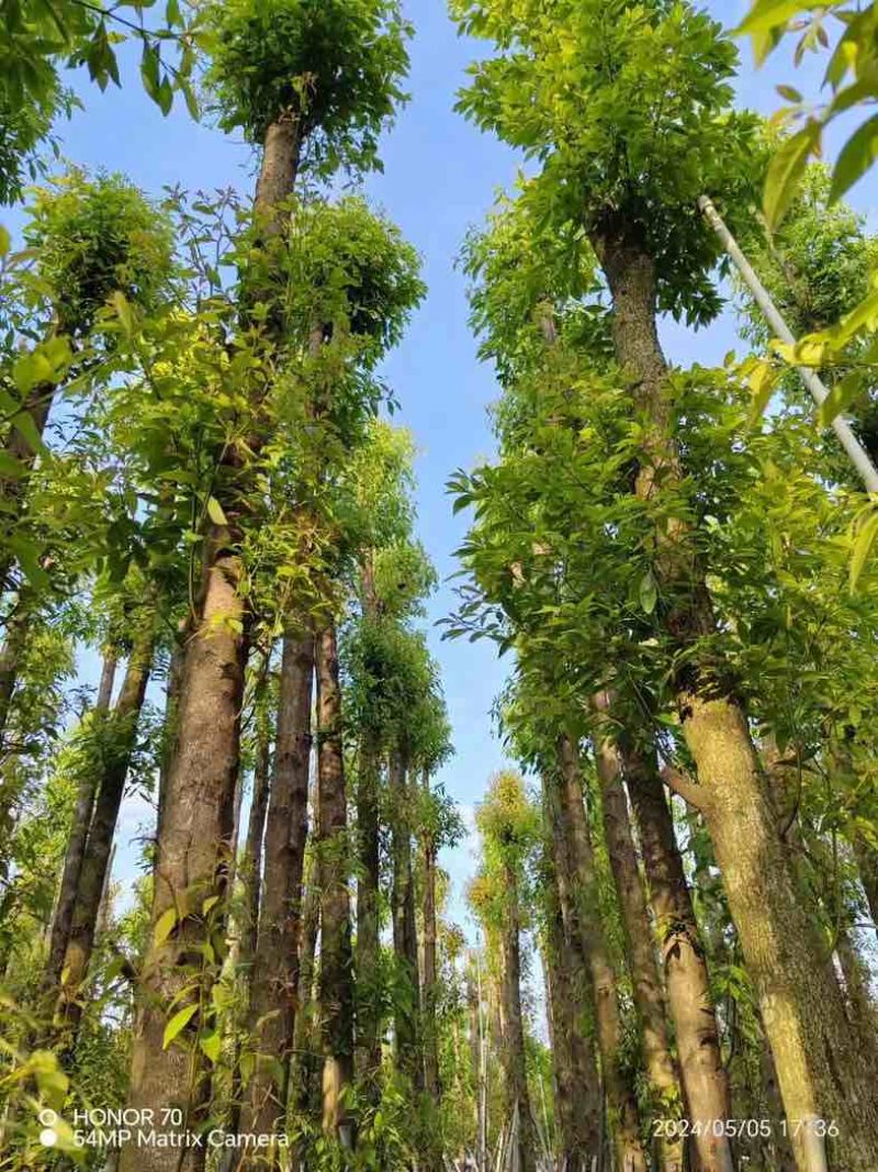 金丝楠木3～10公分基地直销规格齐全欢迎老板来电咨询合作