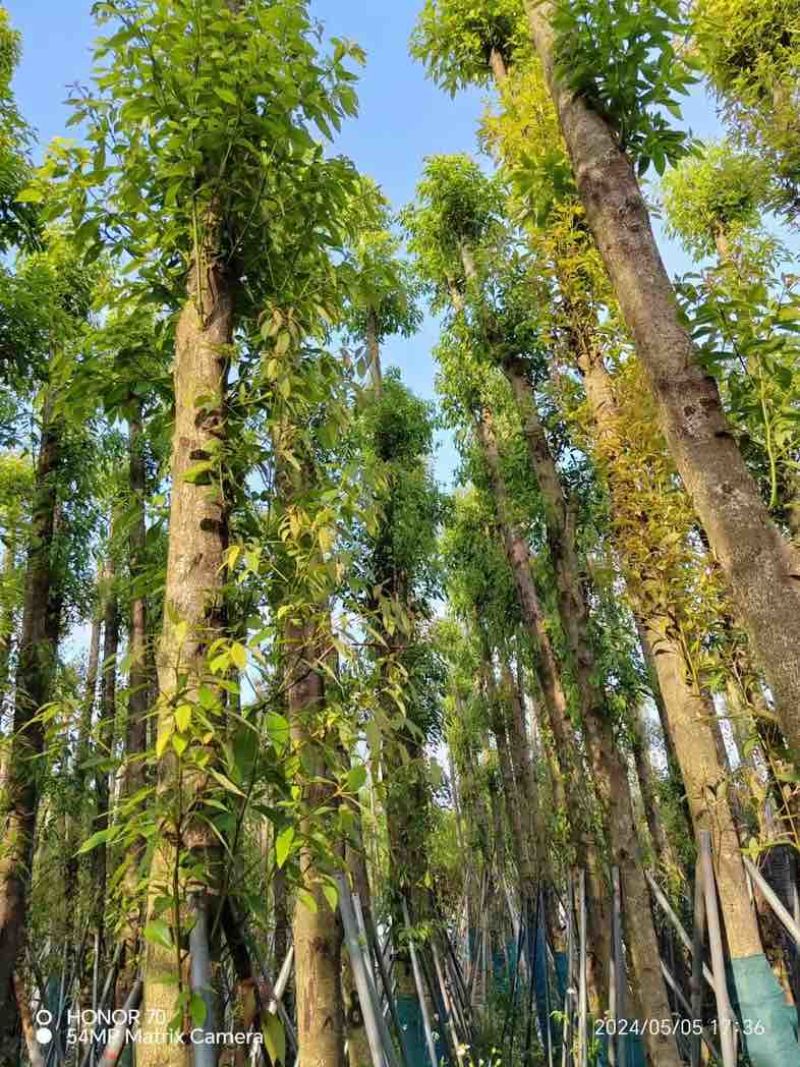 金丝楠木3～10公分基地直销规格齐全欢迎老板来电咨询合作