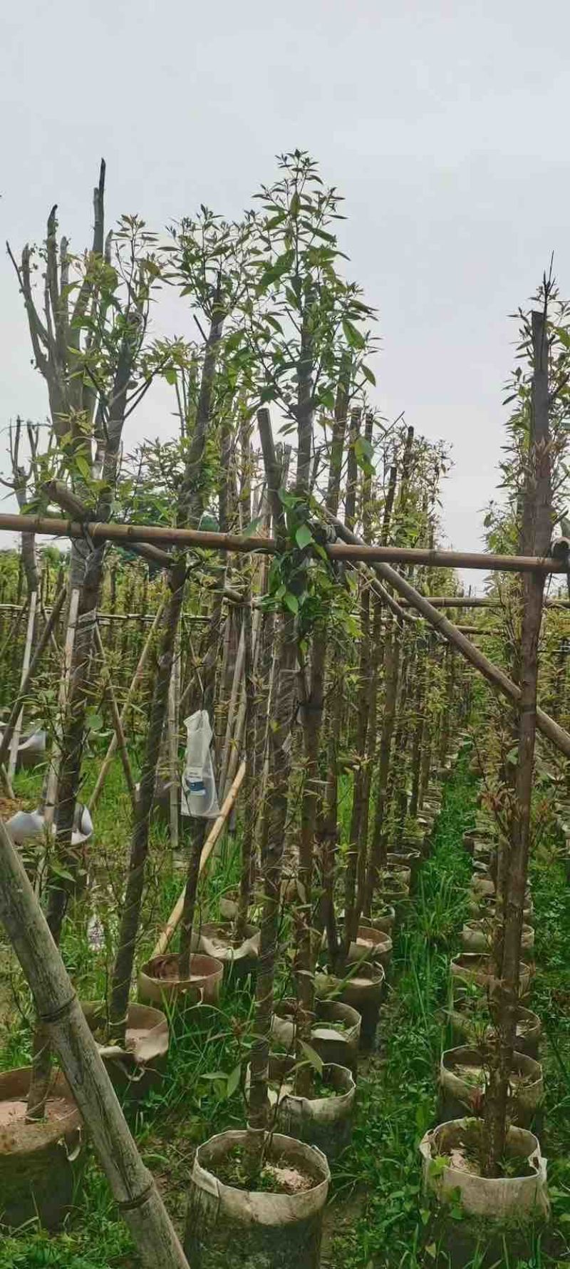 金丝楠木3～10公分基地直销规格齐全欢迎老板来电咨询合作
