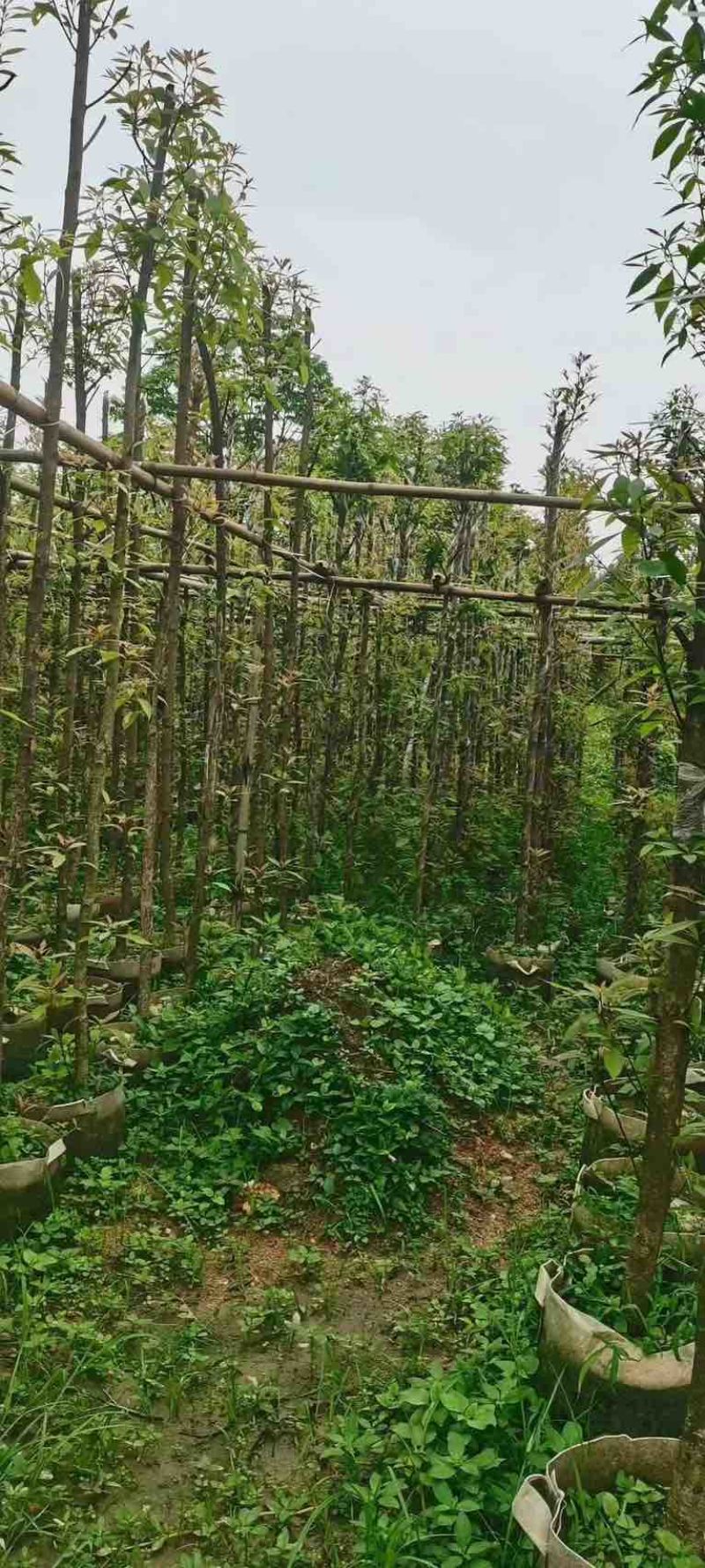 金丝楠木3～10公分基地直销规格齐全欢迎老板来电咨询合作