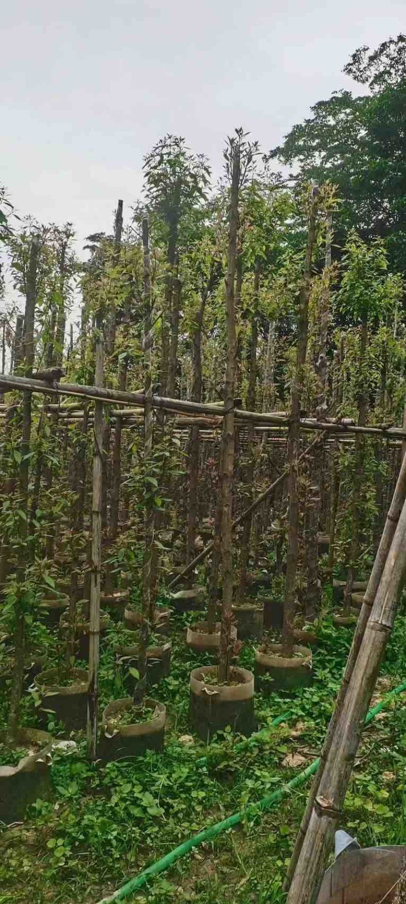 金丝楠木3～10公分基地直销规格齐全欢迎老板来电咨询合作