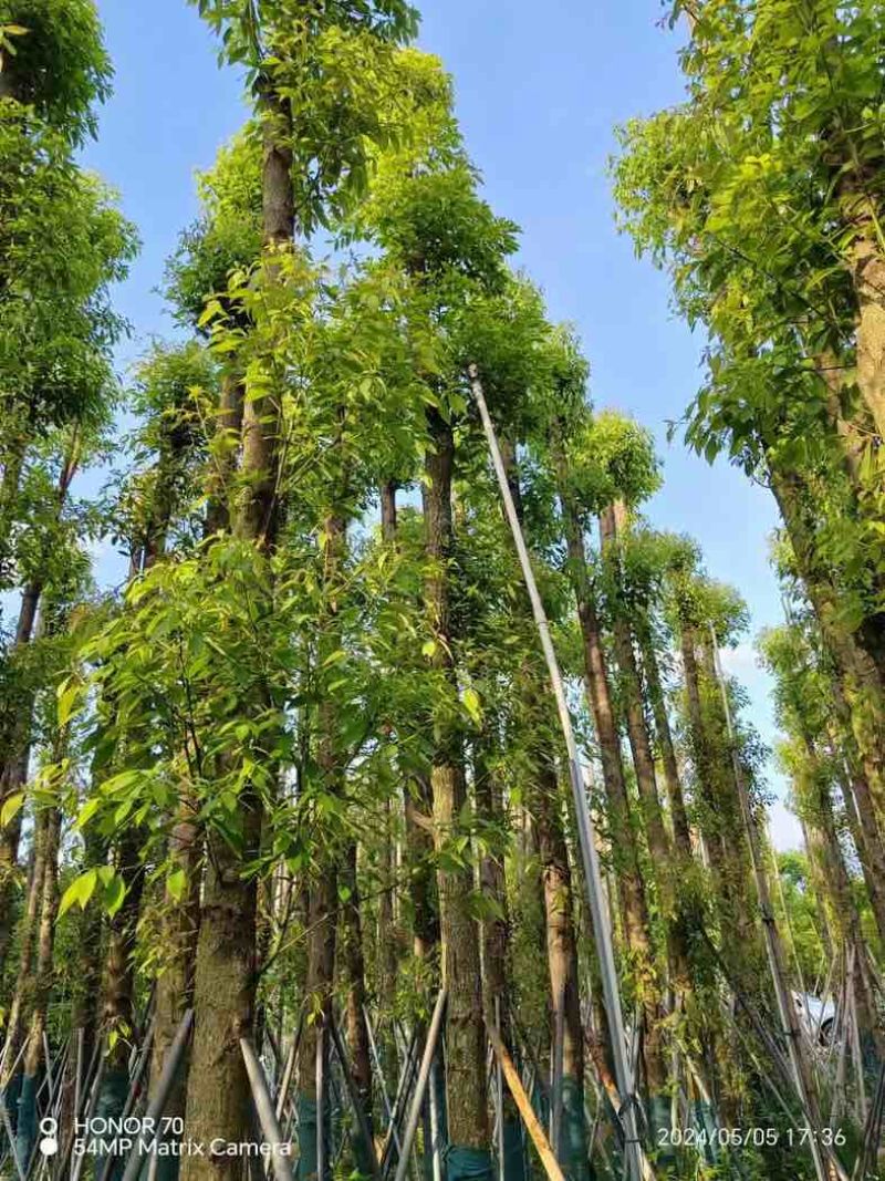 金丝楠木3～10公分基地直销规格齐全欢迎老板来电咨询合作
